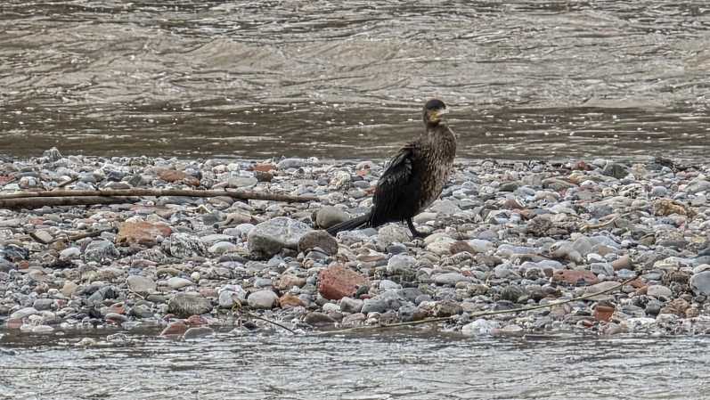 Baixada parc fluvial del Besòs: De Can Zam a Sant Adrià del Besòs.
