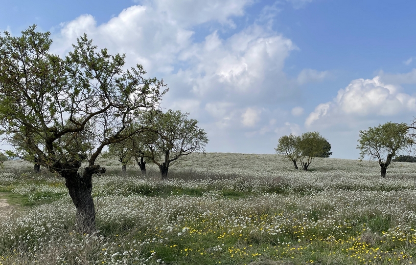 Tarroja de Segarra